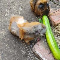 Momo und Maj