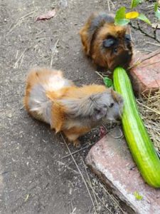 Momo und Maj