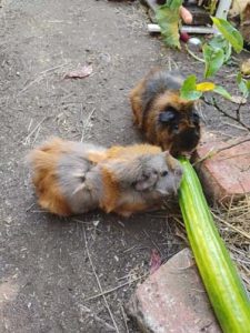 Momo und Maj