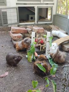 Giacomo, Momo, Maj und Freya