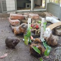 Giacomo, Momo, Maj und Freya