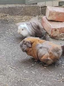 Momo und Freya