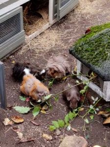 Momo, Morgana, Luna und Giacomo