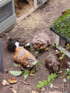Momo, Morgana, Luna und Giacomo