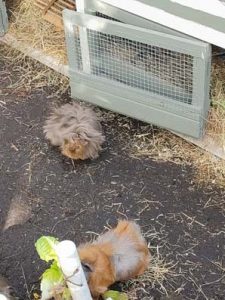 Luna und Momo