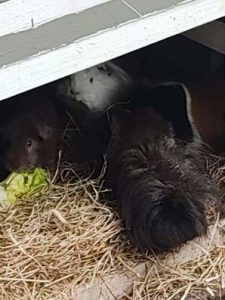 Giacomo, Morgana, Mia Naseweiss und Freya