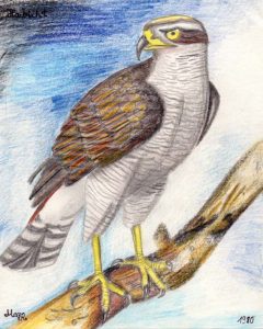 Der Falke Zeichnungen | Der Falke | Bild 6