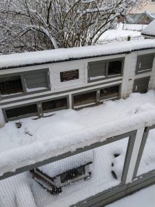 Fotos | Schnee im Meerschweinchenparadies | Bild 05 | 05.01.2026