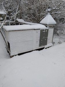 Fotos | Schnee im Meerschweinchenparadies | Bild 02 | 05.01.2026