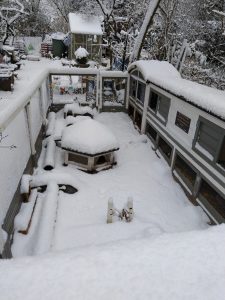 Fotos | Schnee im Meerschweinchenparadies | Bild 09 | 05.01.2026