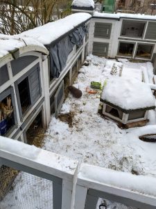 Fotos | Die Schneeschweinchen | Bild 18 | 08.01.2026