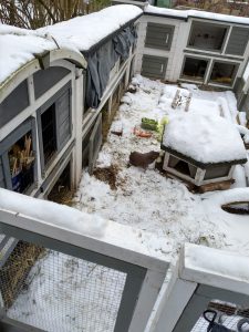 Fotos | Die Schneeschweinchen | Bild 19 | 08.01.2026