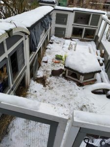 Fotos | Die Schneeschweinchen | Bild 20 | 08.01.2026