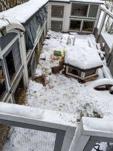 Fotos | Die Schneeschweinchen | Bild 22 | 08.01.2026