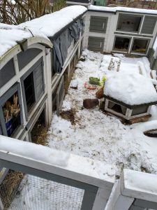 Fotos | Die Schneeschweinchen | Bild 23 | 08.01.2026