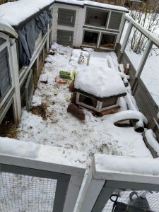 Fotos | Die Schneeschweinchen | Bild 24 | 08.01.2026