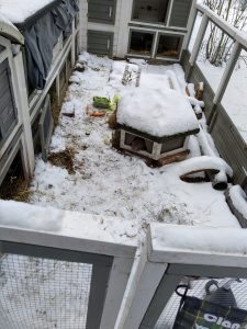 Fotos | Die Schneeschweinchen | Bild 25 | 08.01.2026