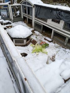 Fotos | Die Schneeschweinchen | Bild 26 | 08.01.2026