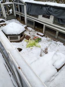 Fotos | Die Schneeschweinchen | Bild 27 | 08.01.2026