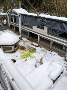 Fotos | Die Schneeschweinchen | Bild 28 | 08.01.2026