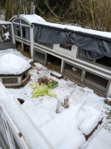 Fotos | Die Schneeschweinchen | Bild 29 | 08.01.2026