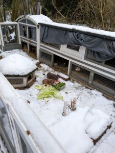 Fotos | Die Schneeschweinchen | Bild 30 | 08.01.2026