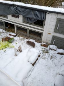 Fotos | Die Schneeschweinchen | Bild 31 | 08.01.2026