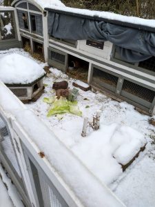 Fotos | Die Schneeschweinchen | Bild 32 | 08.01.2026