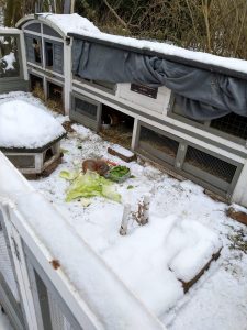 Fotos | Die Schneeschweinchen | Bild 33 | 08.01.2026