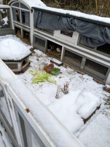 Fotos | Die Schneeschweinchen | Bild 34 | 08.01.2026