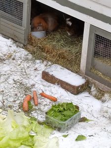 Fotos | Die Schneeschweinchen | Bild 35 | 08.01.2026