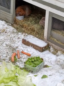 Fotos | Die Schneeschweinchen | Bild 36 | 08.01.2026