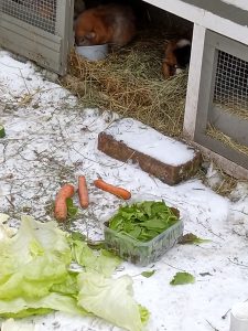 Fotos | Die Schneeschweinchen | Bild 37 | 08.01.2026