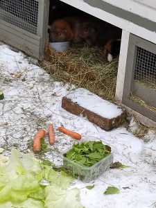 Fotos | Die Schneeschweinchen | Bild 38 | 08.01.2026