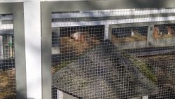 Fotos | Die Meerlis von Hannover | Bild 40 | 26.06.2026