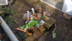 Fotos | Die Meerlis von Hannover | Bild 44 | 15.03.2026