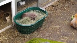 Fotos | Die Meerlis von Hannover | Bild 46 | 26.03.2026