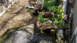 Fotos | Die Meerlis von Hannover | Bild 47 | 26.03.2026