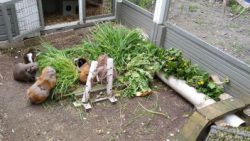 Fotos | Die Meerlis von Hannover | Bild 67 | 10.05.2026