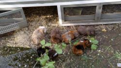 Fotos | Die Meerlis von Hannover | Bild 53 | 27.04.2026