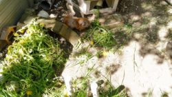Fotos | Die Meerlis von Hannover | Bild 57 | 01.05.2026