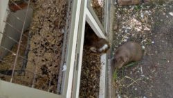 Fotos | Die Meerlis von Hannover | Bild 62 | 01.05.2026