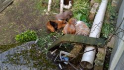 Fotos | Die Meerlis von Hannover | Bild 71 | 16.05.2026