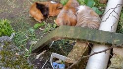 Fotos | Die Meerlis von Hannover | Bild 72 | 16.05.2026