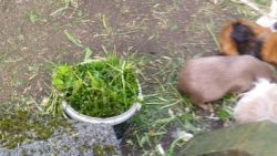 Fotos | Die Meerlis von Hannover | Bild 74 | 16.05.2026