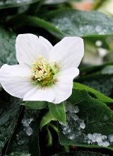 Christrose