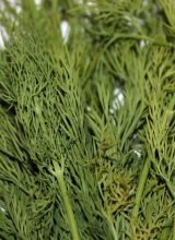 Dill