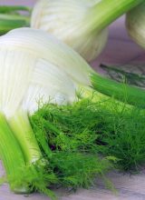 Fenchel