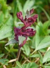 Hohler Lerchensporn
