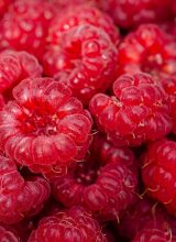 Himbeeren